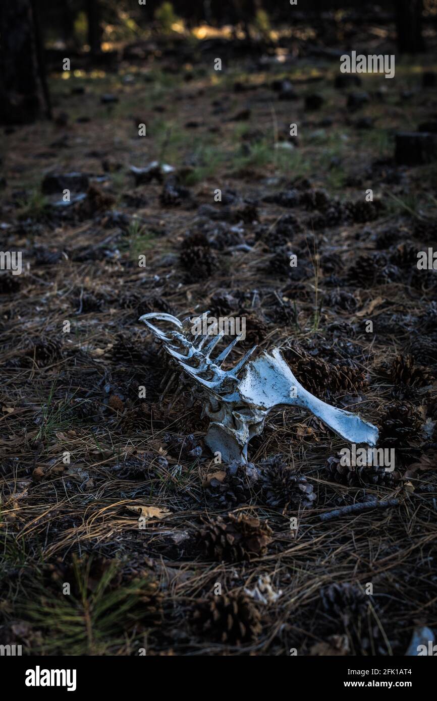 OS de cerf mulet au Grand Canyon Banque D'Images