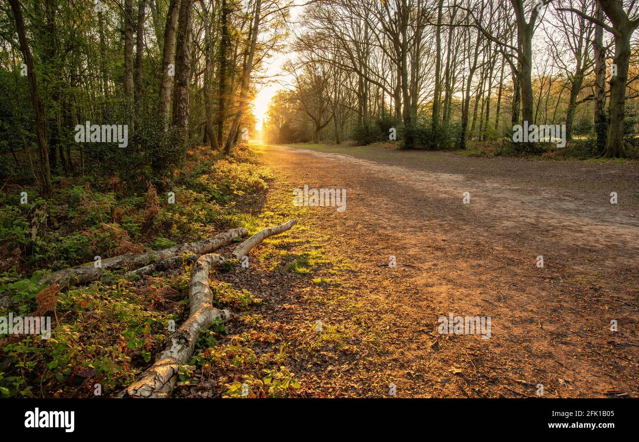Un sentier de randonnée dans la forêt de Chorleywood et le soleil levant derrière elle, Chiltern Hills, Angleterre Banque D'Images