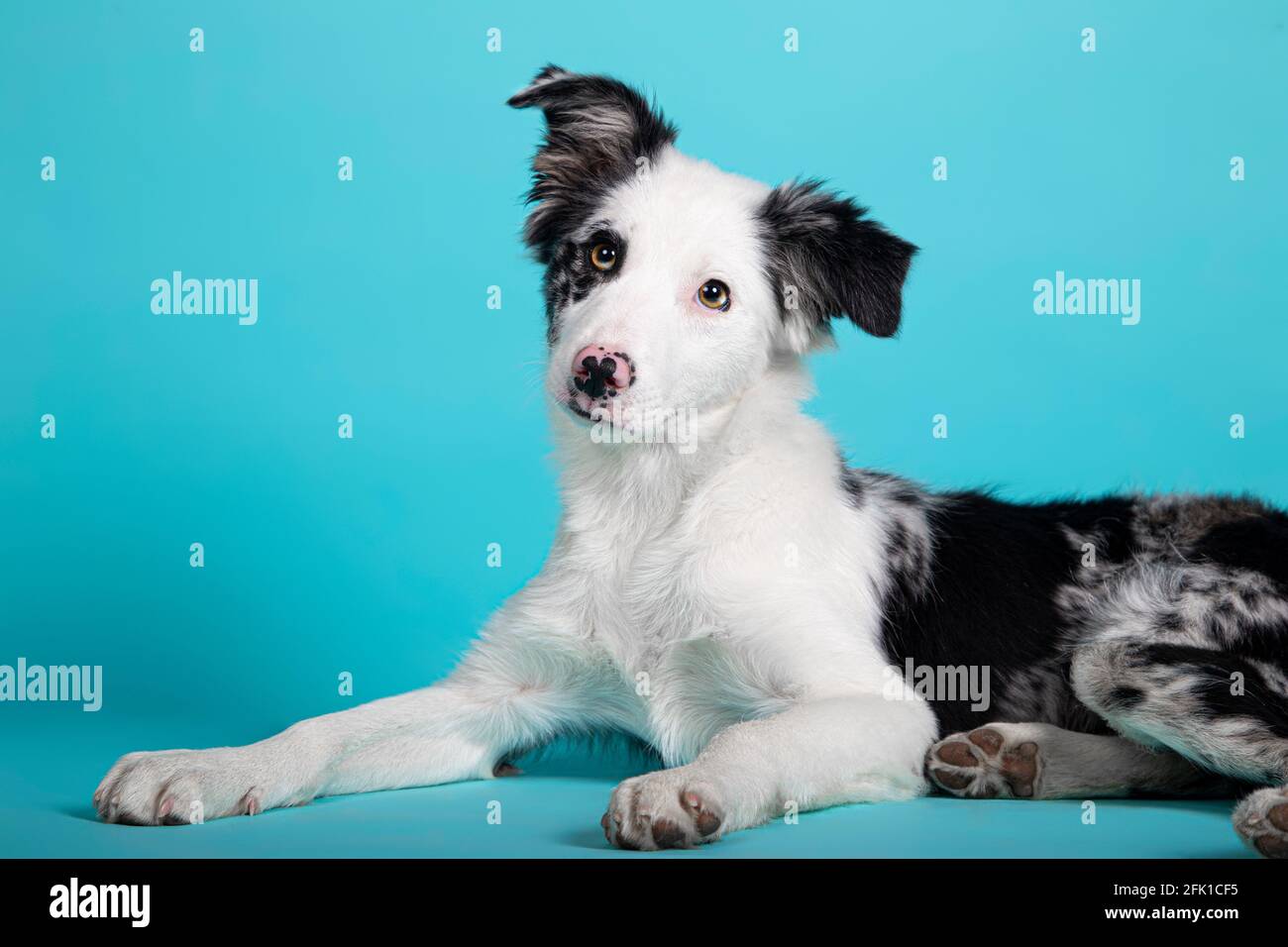 Bordure bleue Collie chiot couché sur fond bleu isolé Banque D'Images