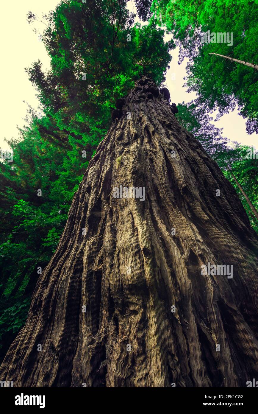 Monument national de Muir Woods. Collection d'arbres en forêt verte Banque D'Images
