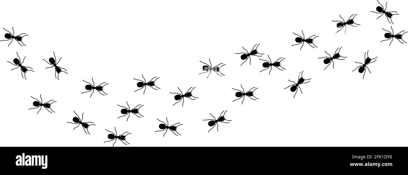 Colonne ANT. Voyage de silhouettes d'insectes noirs. Travail d'équipe, métaphore du travail acharné. Vie forestière, illustrations vectorielles de la marche des fourmis isolées Illustration de Vecteur