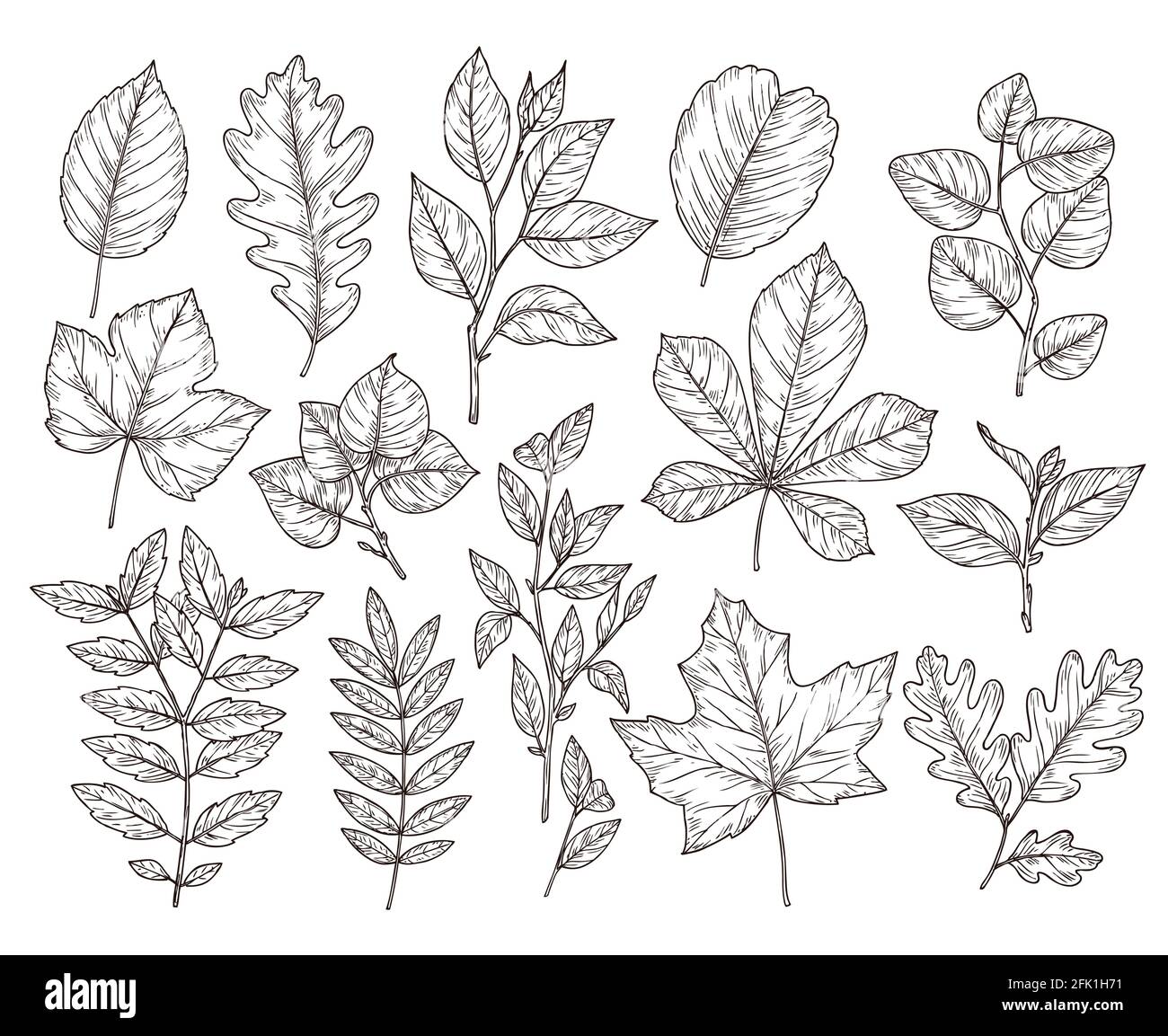 Feuilles de forêt dessinées à la main. Croquis de feuilles d'automne, dessin d'éléments de nature. Illustration de la branche de chêne botanique, du feuillage d'automne et du vecteur de plantes Illustration de Vecteur