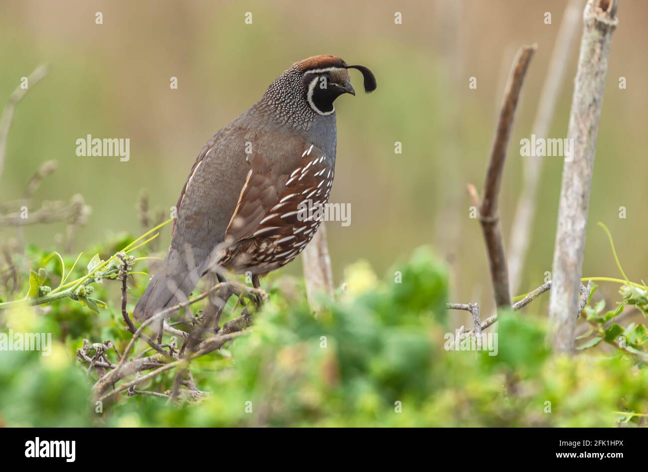 Caille mâle de Californie (Callipepla californica), point Reyes National Seashore, Californie, États-Unis. Banque D'Images