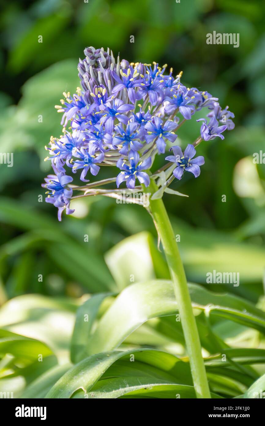 Espèces de lilies péruviennes (scilla peruviana) dans un jardin Banque D'Images