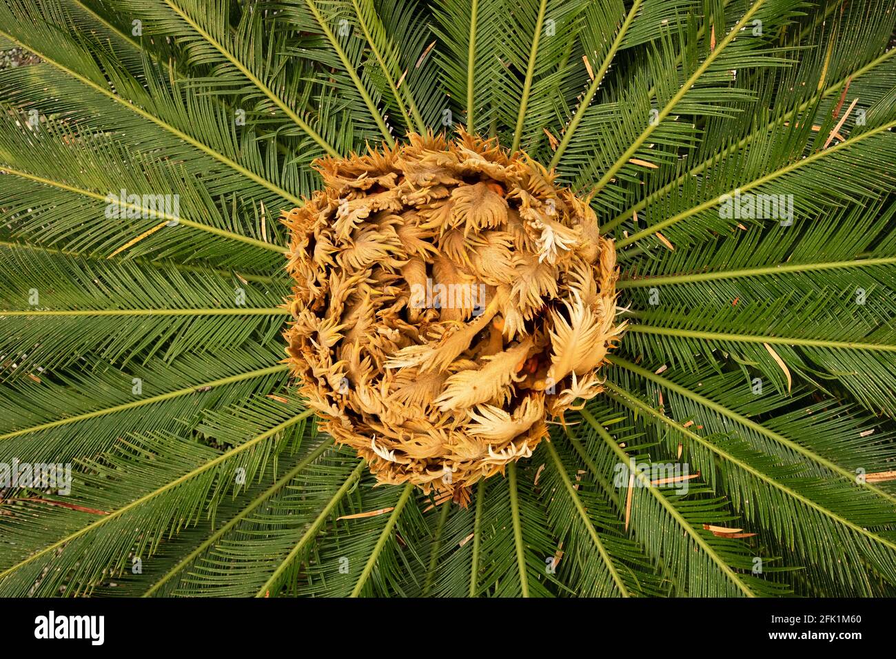 De nouvelles feuilles de palmier en gros plan Banque D'Images