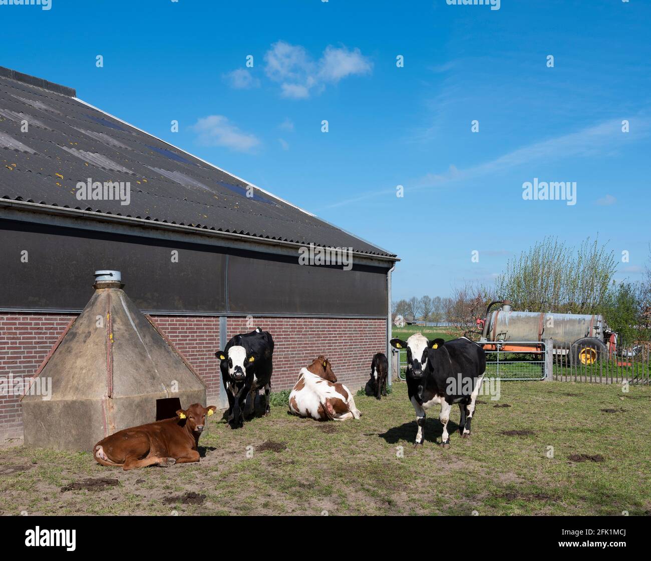 vaches tachetées et veau à l'extérieur de la ferme aux pays-bas jour de printemps ensoleillé Banque D'Images