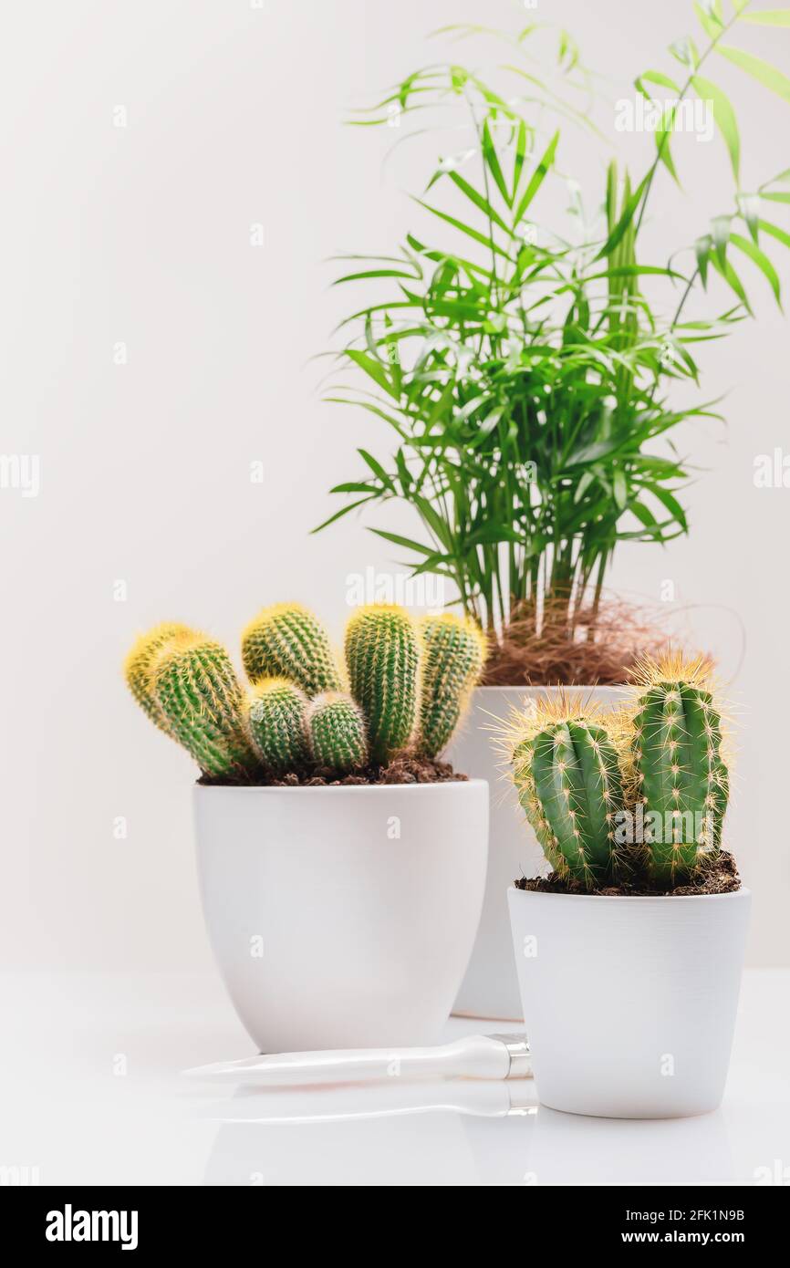 Composition de jardinage maison avec plantes de maison, cactus, succulent et outils de jardin. Décoration et concept de jardinage. Hobbies poussant des plantes à la maison et ga Banque D'Images