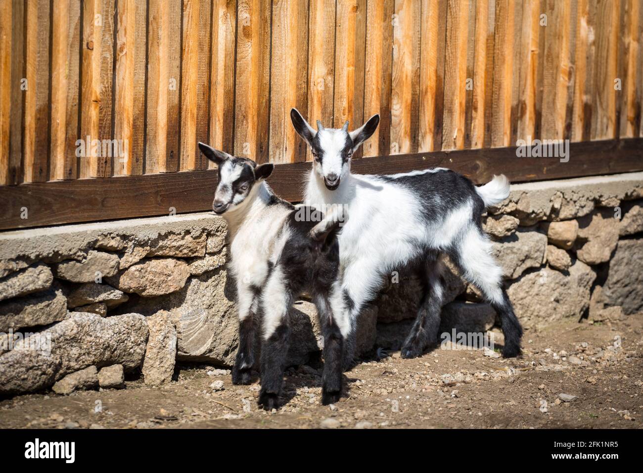 Les chevreaux de la race 'Pfauenziege' (chèvre de paon), une espèce de chèvre autrichienne en voie de disparition Banque D'Images