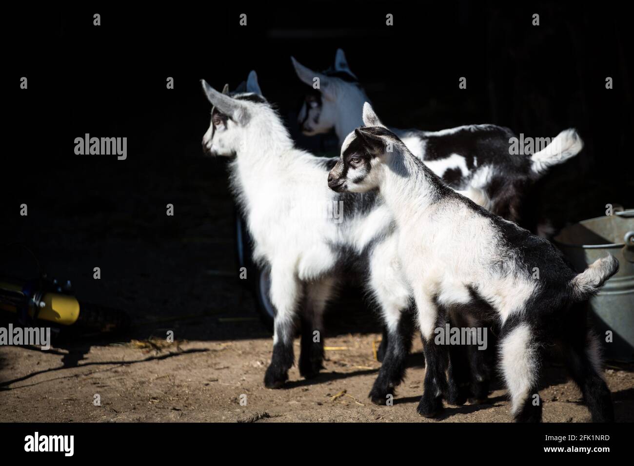 Les chevreaux de la race 'Pfauenziege' (chèvre de paon), une espèce de chèvre autrichienne en voie de disparition Banque D'Images