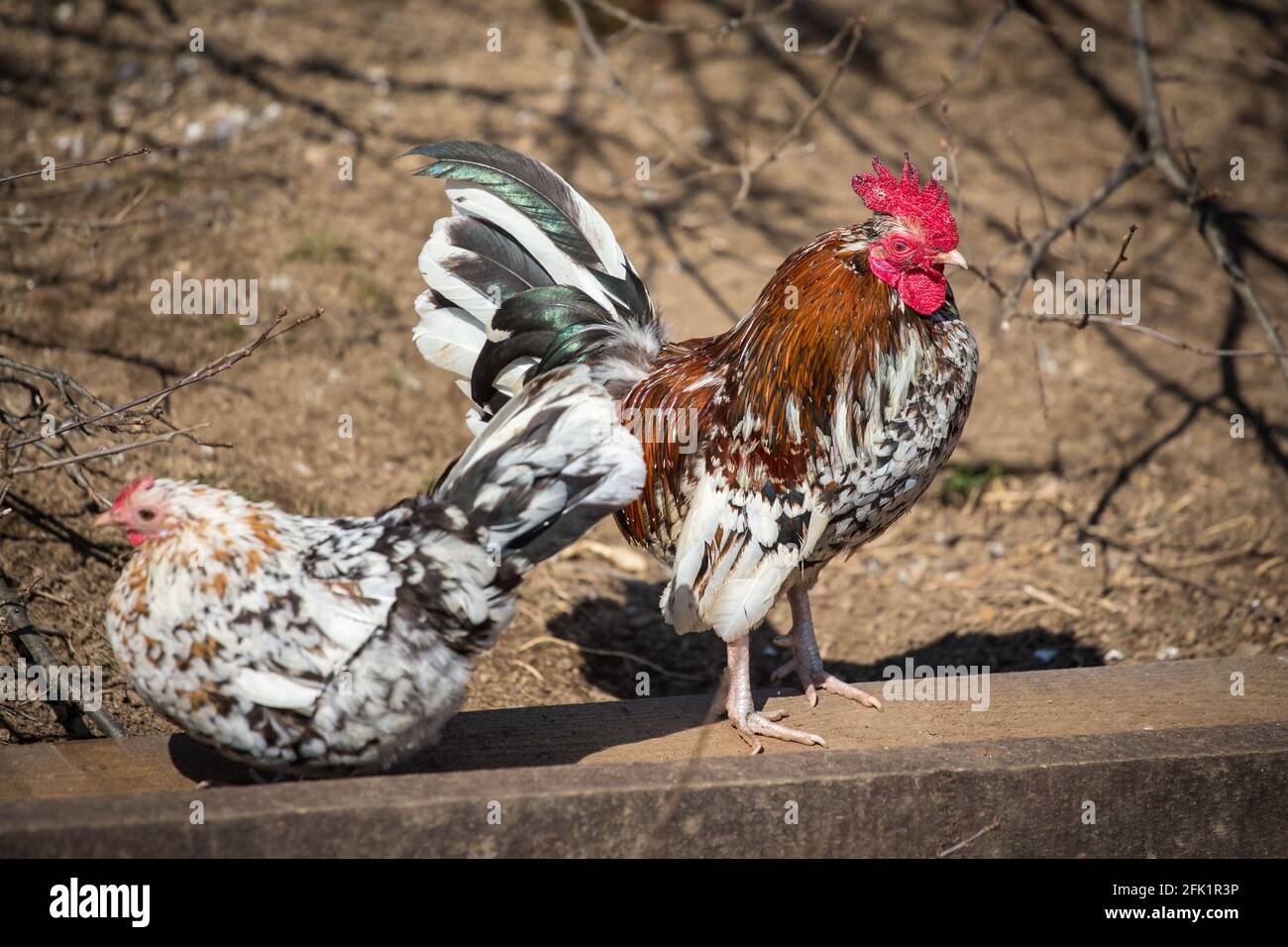 Stoapiperl/ Steinhendl rooster et poule, une race de poulet en danger critique originaire d'Autriche Banque D'Images