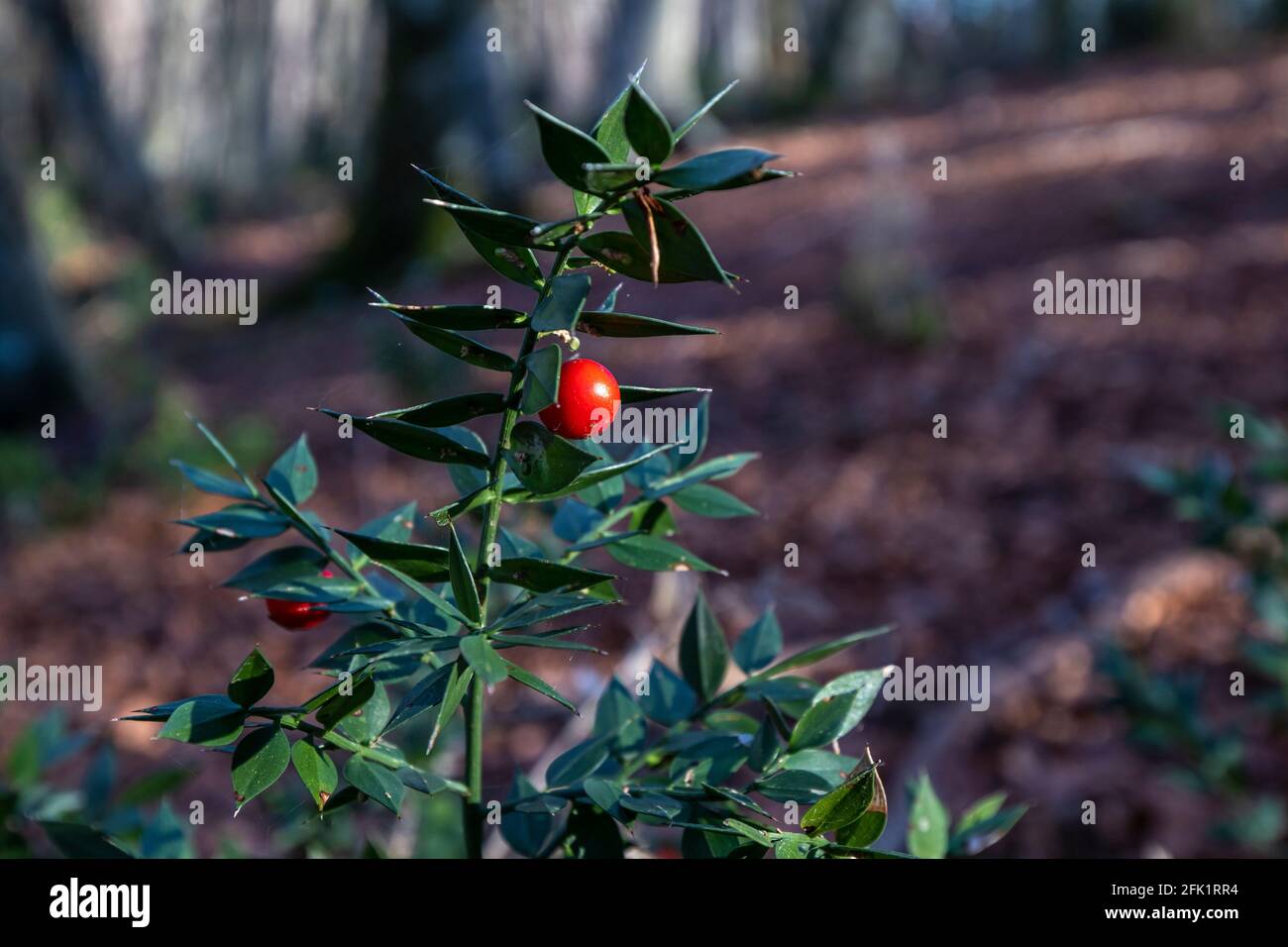 Gros plan de l'usine de balai d'une boucherie dans un bois. Ses baies rouges et ses feuilles vertes rappellent les couleurs de Noël. Banque D'Images