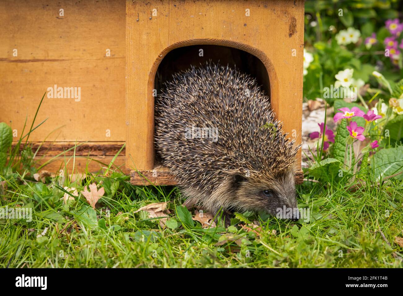 Hedgehog, Nom scientifique: Erinaceus Europaeus. Hérisson sauvage, indigène, européen émergeant d'une maison de hérisson au printemps avec rose coloré et Banque D'Images