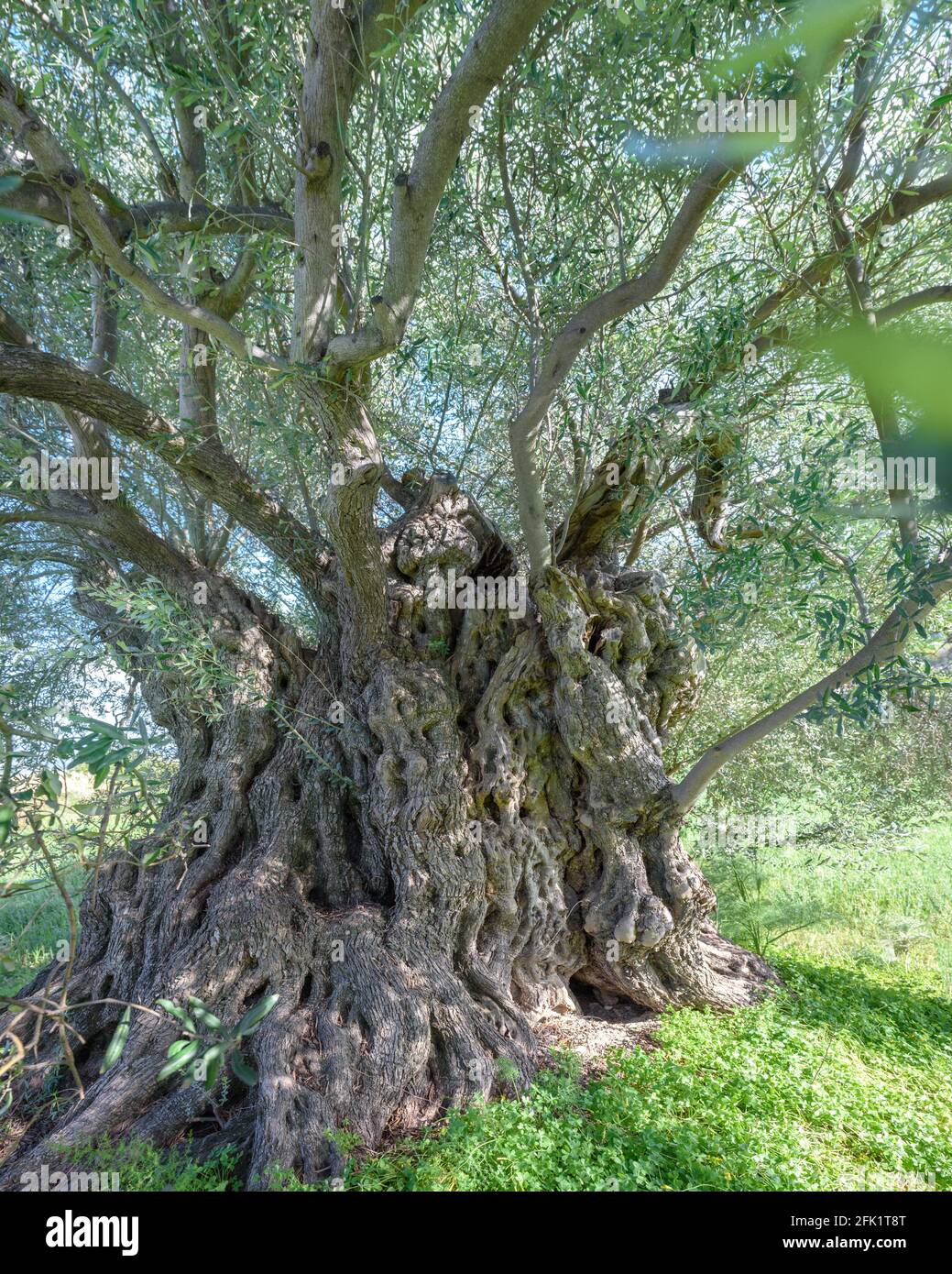 Olivier vieux de plusieurs siècles à Lefkara, Chypre. Vue rapprochée du tronc de l'arbre Banque D'Images