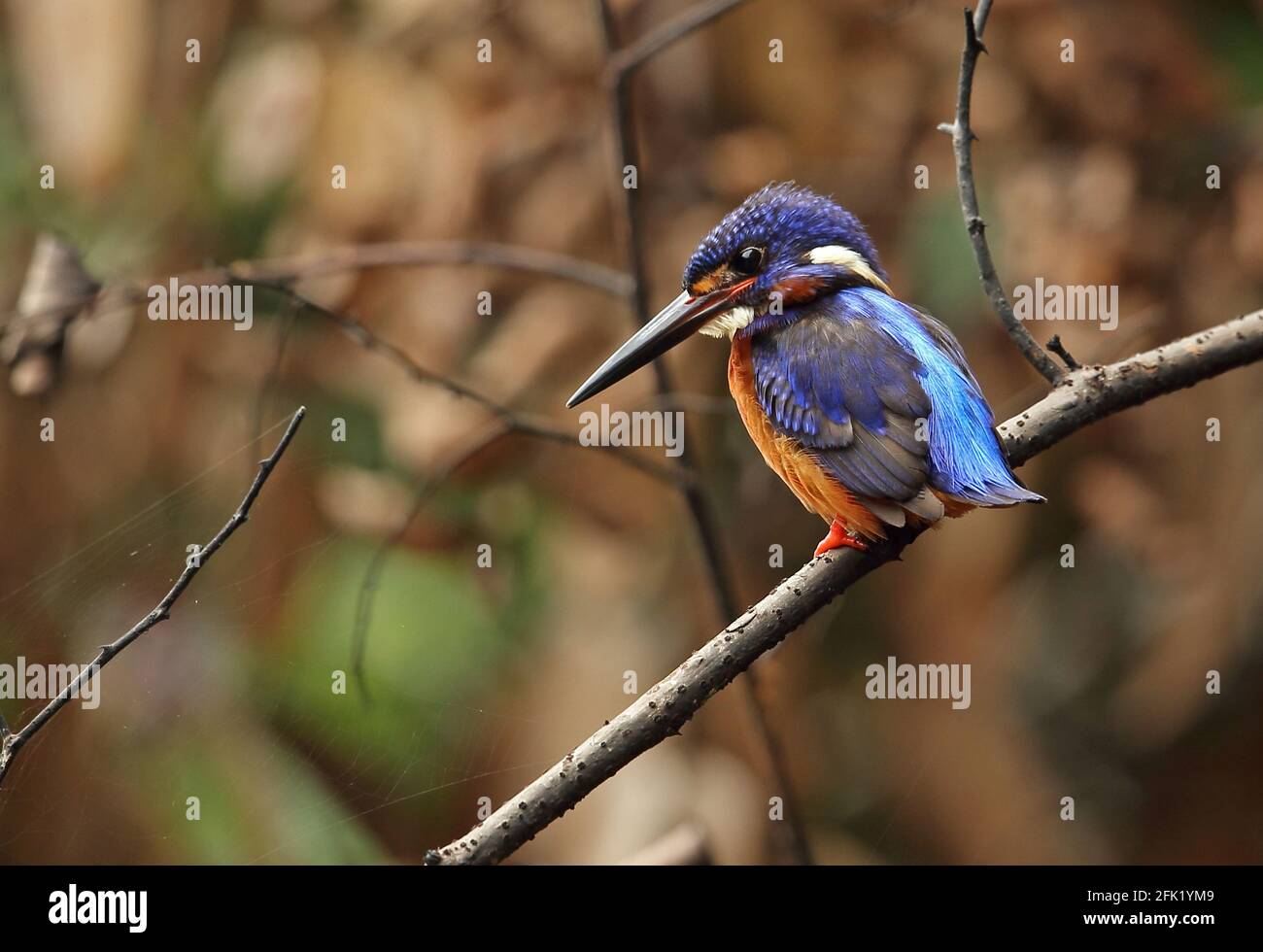 Kingfisher à oreilles bleues (Alcedo meninting menonting) adulte mâle perché sur la voie de jonction Kambas NP, Sumatra, Indonésie Juin Banque D'Images