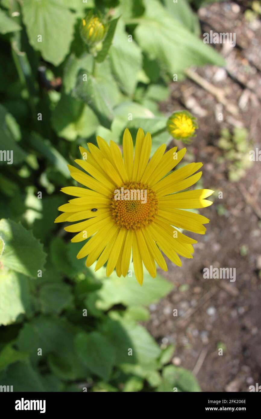 Une Marguerite jaune dans le jardin du cottage. Campagne et bien-être belle fleur  jaune audacieuse qui apporte un sourire sur votre visage Photo Stock - Alamy