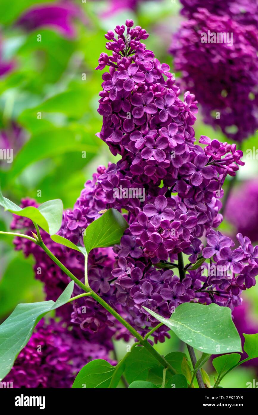 Une branche de lilas violet foncé avec de grandes fleurs Photo Stock - Alamy