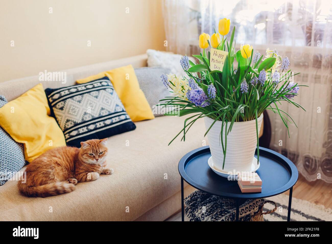Cadeau de fête des mères. Pot avec fleurs de printemps jaune et bleu, boîte-cadeau et carte de voeux attend maman avec chat à la maison. Surprise pour Holida Banque D'Images