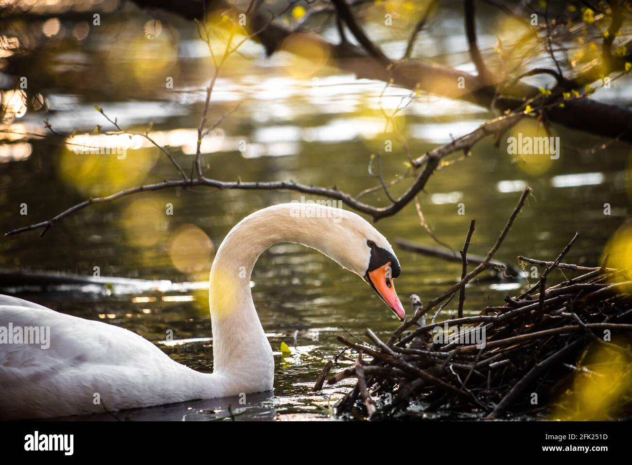 Cygne blanc sur le lac, à la recherche de nourriture. Magnifique cygne Banque D'Images