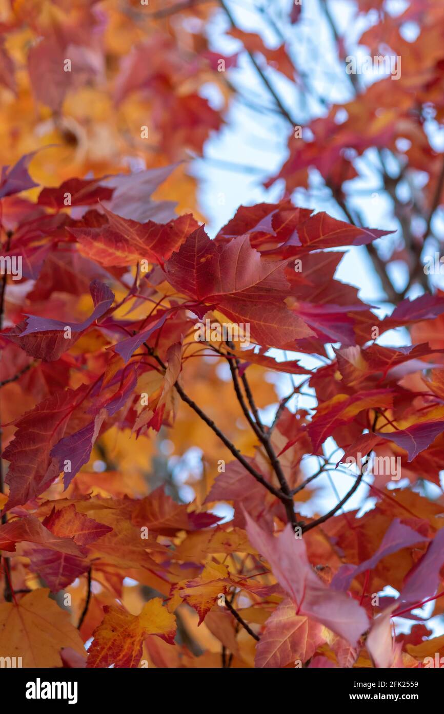 photo verticale de feuilles d'érable colorées Banque D'Images