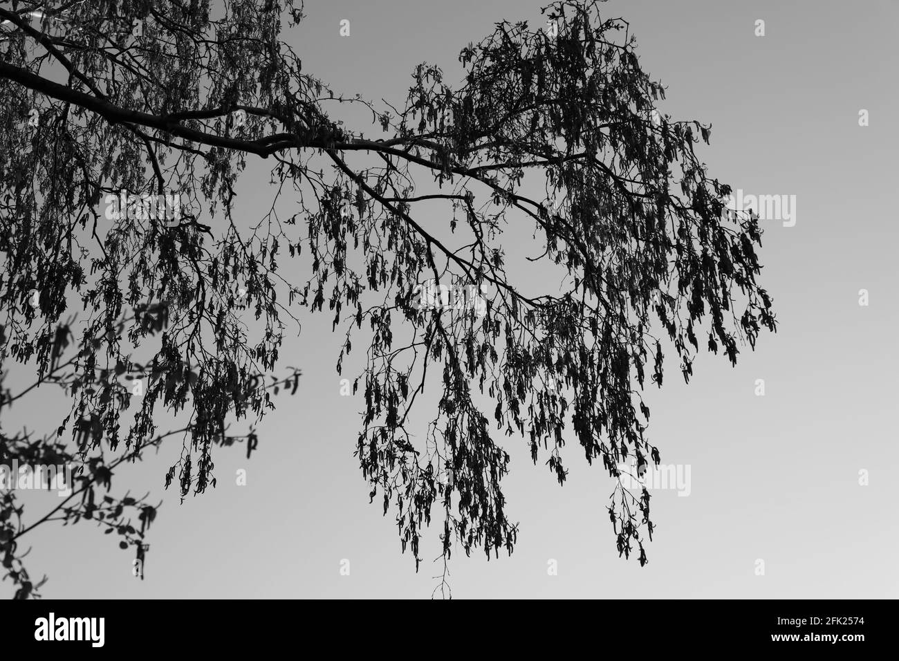 Branche de Birch argenté vue avec des graines suspendues et des jeunes feuilles germées en Angleterre, au Royaume-Uni, au début de la matinée du printemps en avril 2021. Banque D'Images