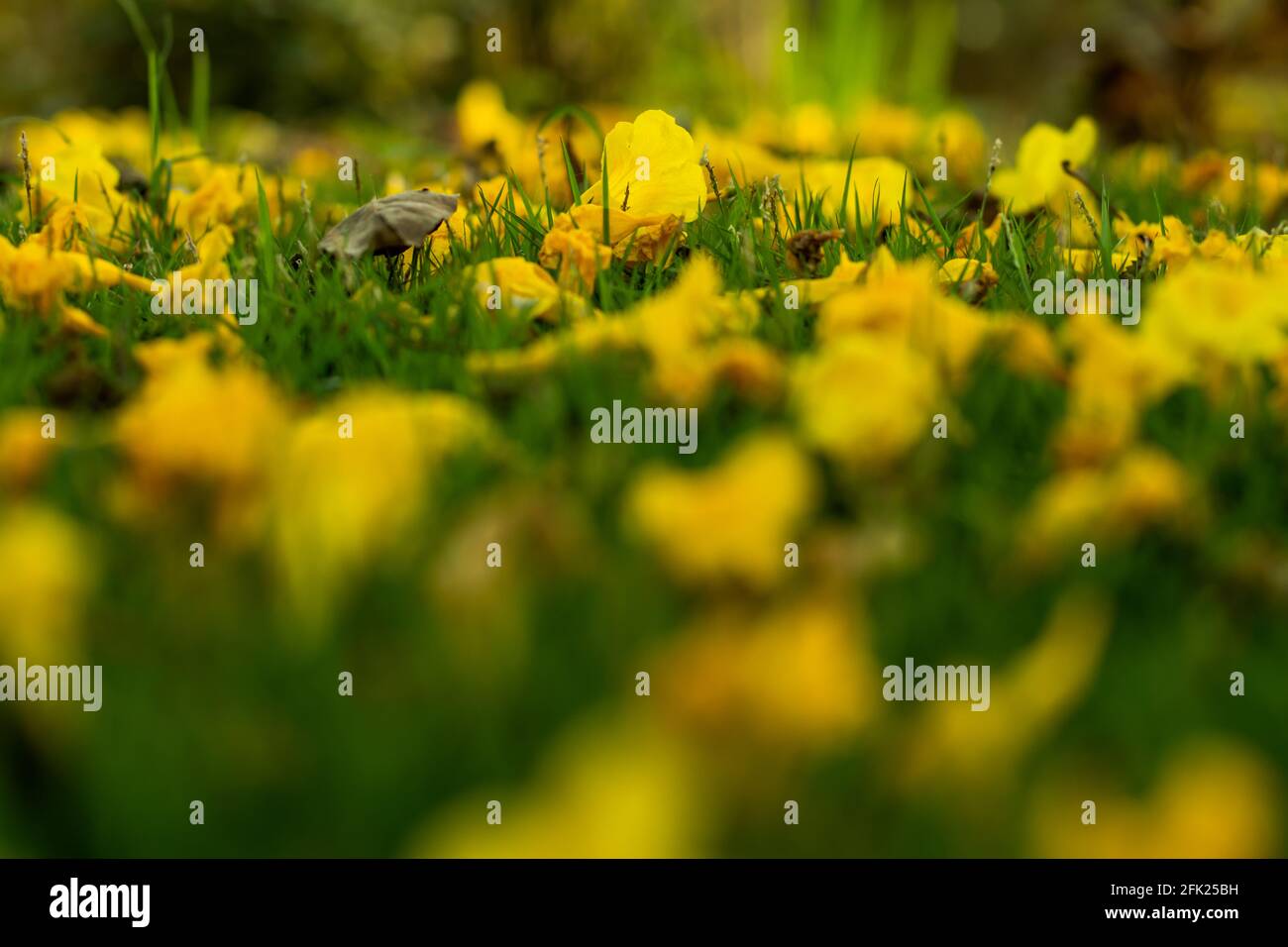 Une belle fleur spéciale de l'espèce jaune sur un tombe est devenu comme un tapis d'une fleur spéciale Banque D'Images