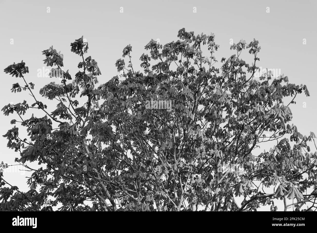 Des feuilles de cheptaignier saines ont été observées en Angleterre, au Royaume-Uni, au printemps, avril 2021. Banque D'Images