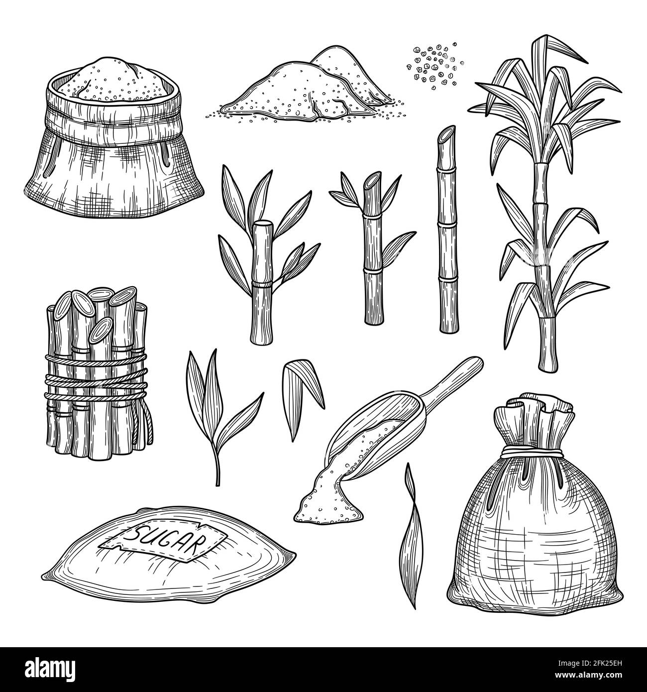 Canne à sucre. Plantes feuilles ferme frais gravure récolte sucre vecteur jeu d'illustrations dessinées à la main Illustration de Vecteur