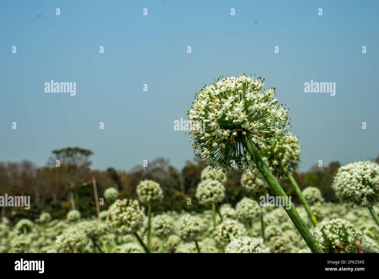 Un grand champ de fleurs d'oignon rouge pour recueillir la variété indigène graines d'oignon des fleurs d'oignon Banque D'Images