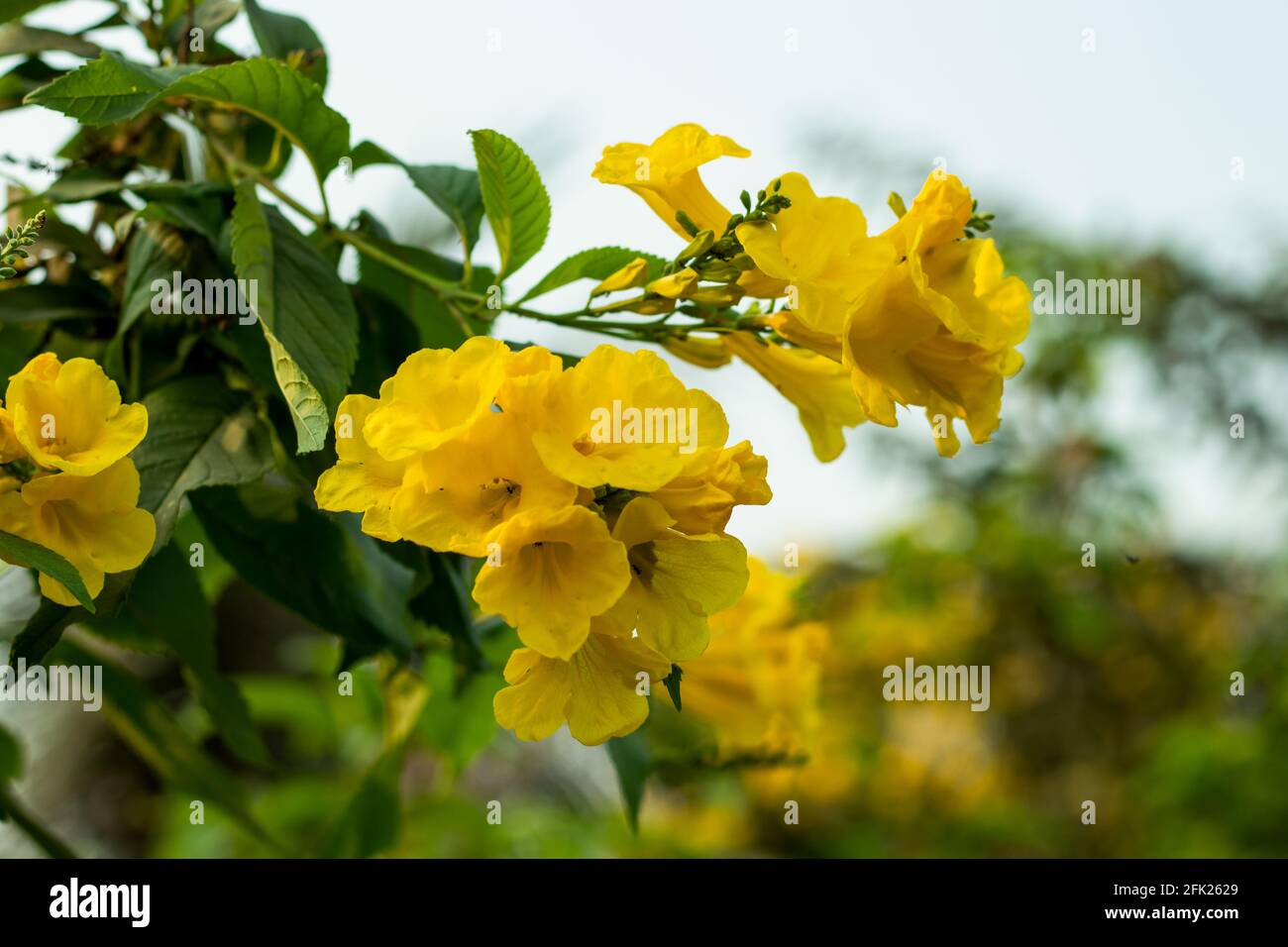 La fleur jaune trompette d'Ange, également connue sous le nom de fleur  trompette ou la corne de l'abondance, est un indigène tropical qui a de  longues fleurs plantes sur la terre Photo