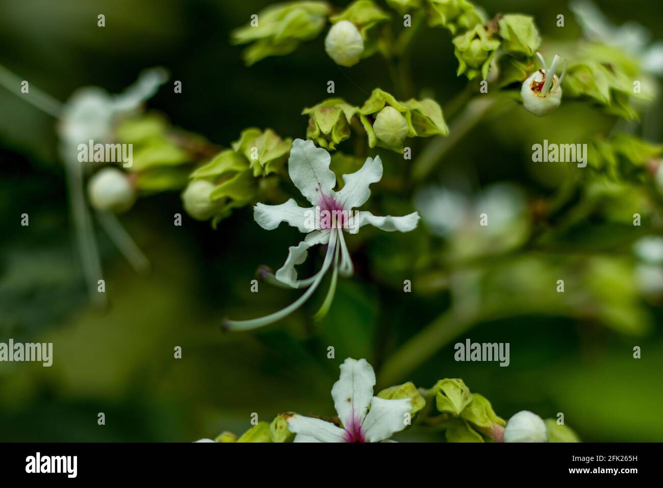 Belle fleur blanche et rose-rouge appelée Wallich's Glory Bower, hochement de tête clerodendrum, mariée Veil Clerodendrum wallichii, floraison. Wallich Banque D'Images