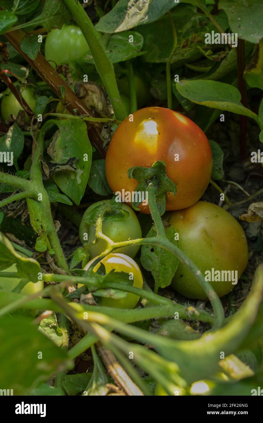 Dans un grand légume, accrocher les tomates vertes et rouges brutes et semi-mûres Banque D'Images