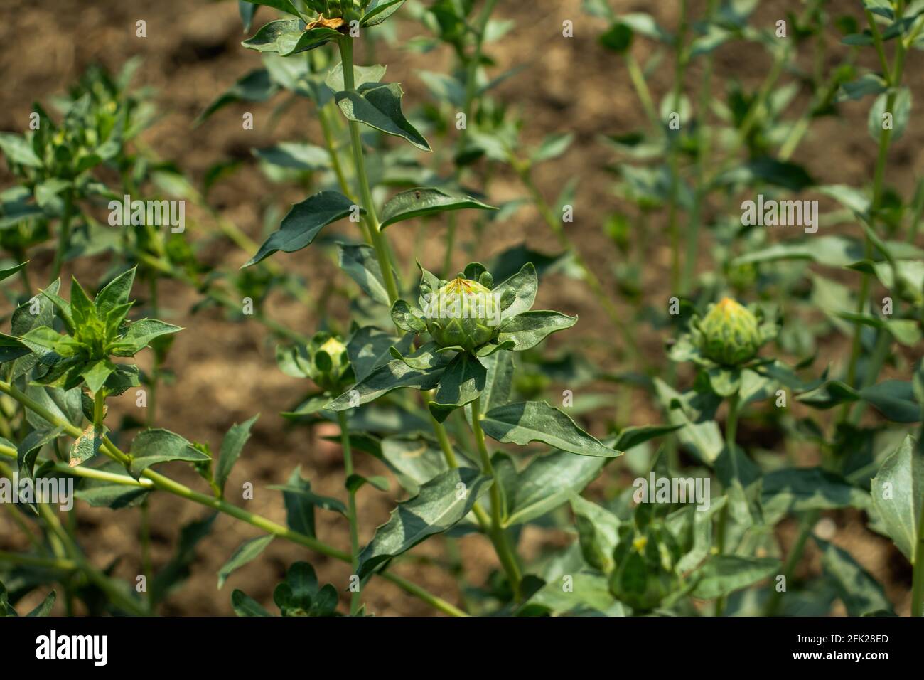 Le vert et qui ne fleuris pas les variétés de carthame et de graines sont produits à partir d'une grande ferme dans le village Banque D'Images