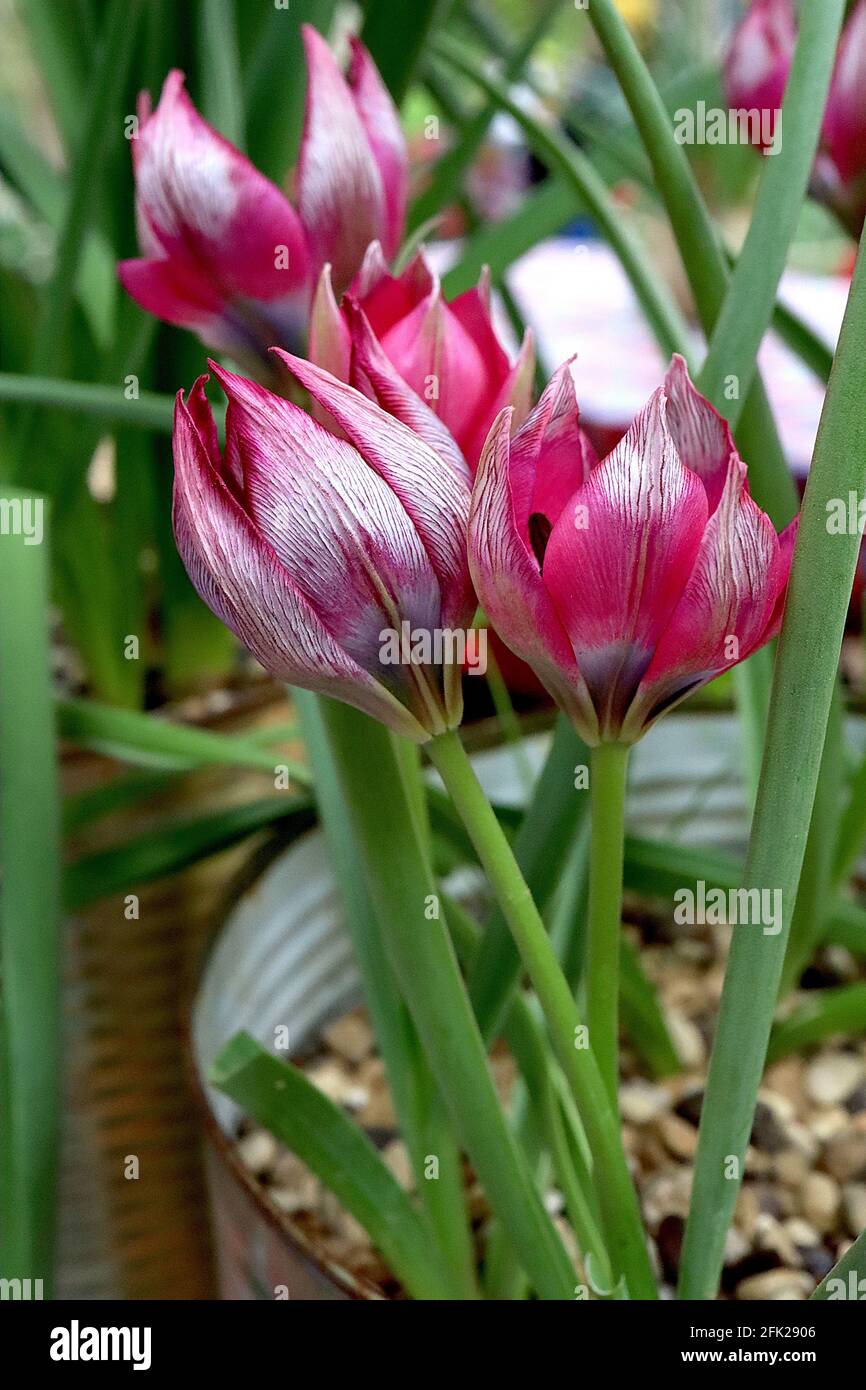 Tulipa humilis 'Little Beauty' espèce Tulip 15 Humilis Little Beauty tulipe - pétales rose foncé, halo blanc, base bleue, pétales extérieurs argentés, avril, Royaume-Uni Banque D'Images