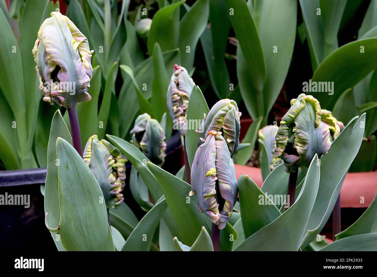 Tulipa gesneriana var dracontia 'Rococo Parrot' Parrot 10 Rococo Parrot tulipe - pétales rouges écarlate torsadés, stries noires, plumes noires, vert Banque D'Images