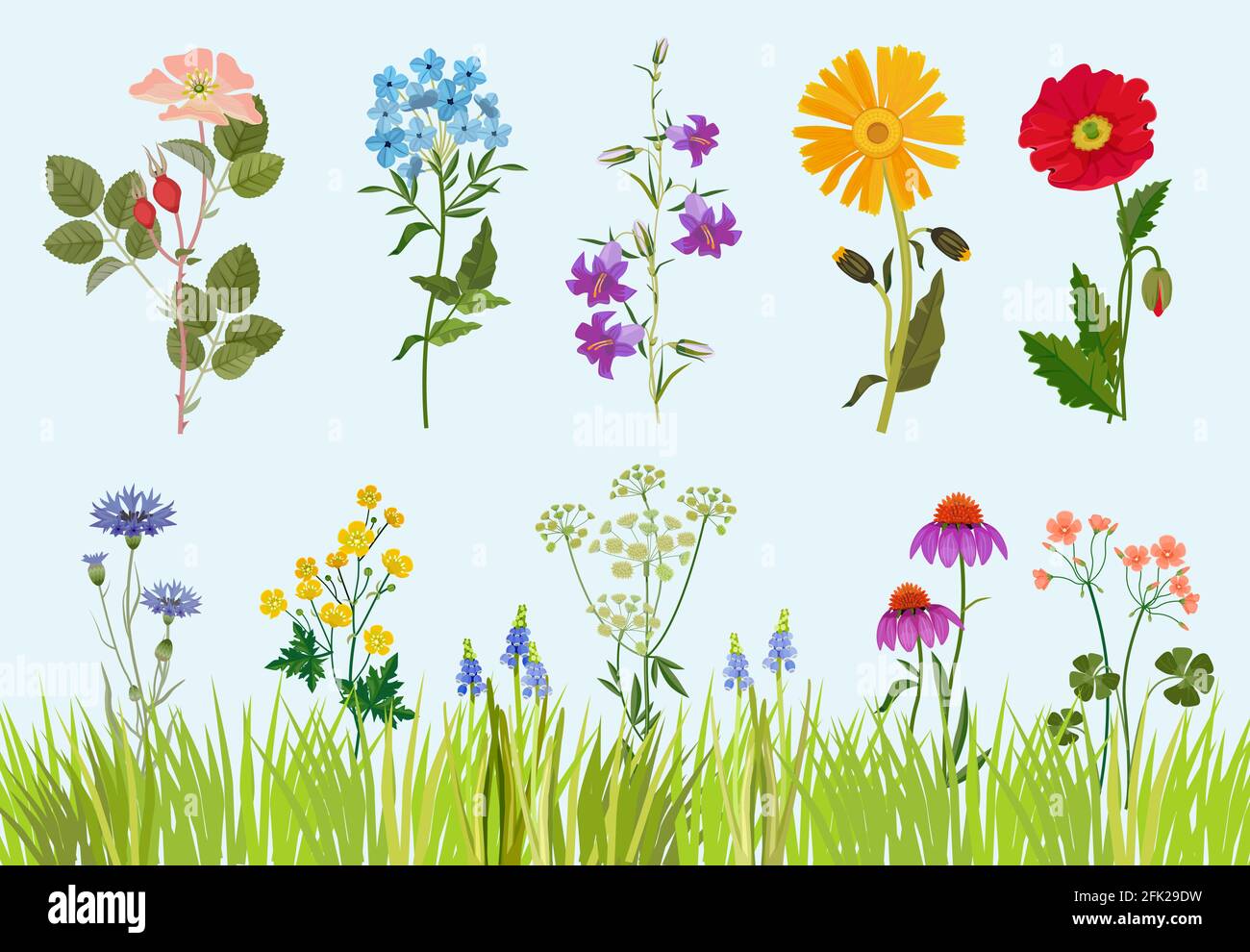 Collection de fleurs. Dessin vectoriel de prairie de plantes sauvages botaniques de style dessin animé Illustration de Vecteur