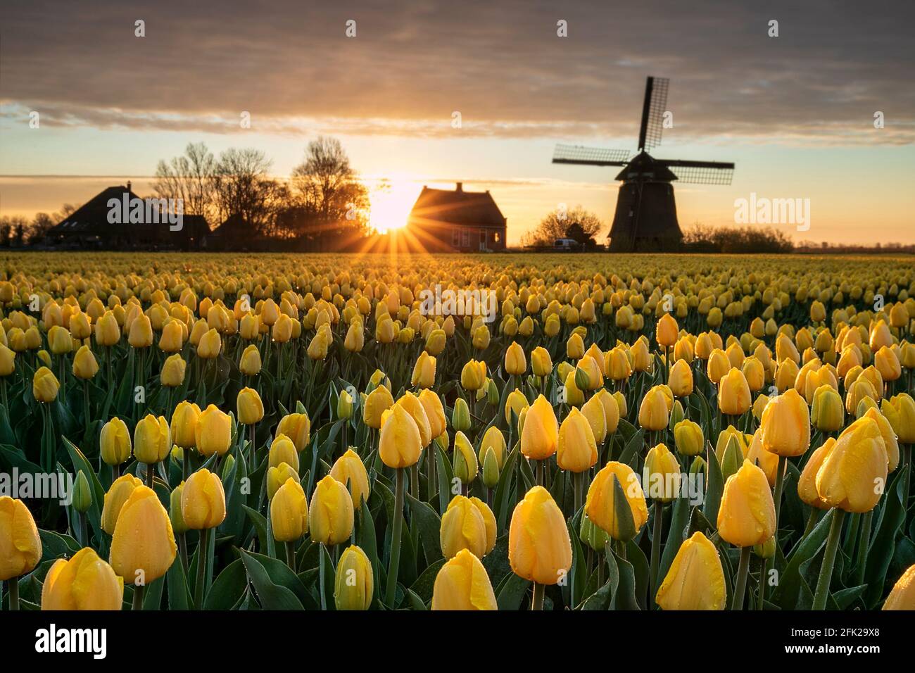 Magnifique lever de soleil avec moulin à vent hollandais et tulipes jaunes au printemps Banque D'Images