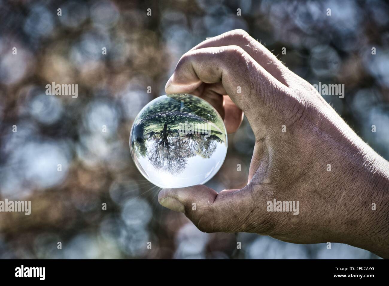 Concept de la nature. Arbres dans la boule de lentille. Banque D'Images