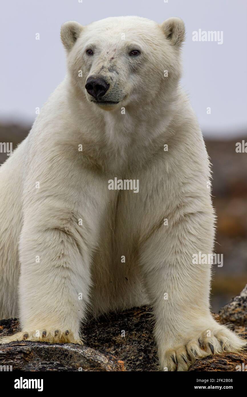 Ours polaire (Ursus maritimes) sur l'île de Baffin, Nunavut, Canada, arctique canadien Banque D'Images