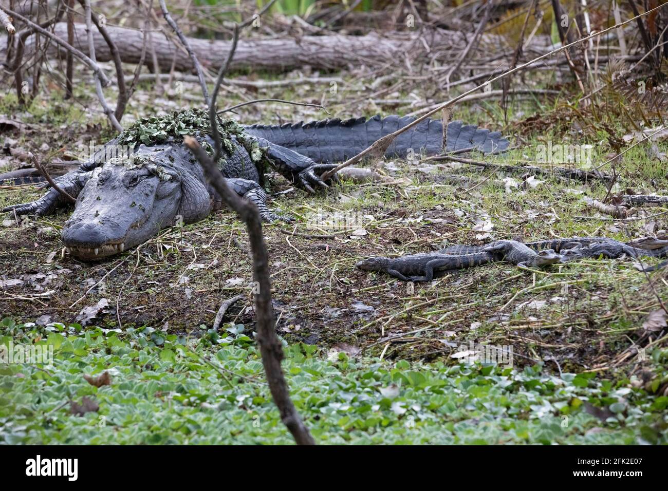 Mère avec un groupe de petits alligators de bébé reposant sur l'herbe au jour Banque D'Images