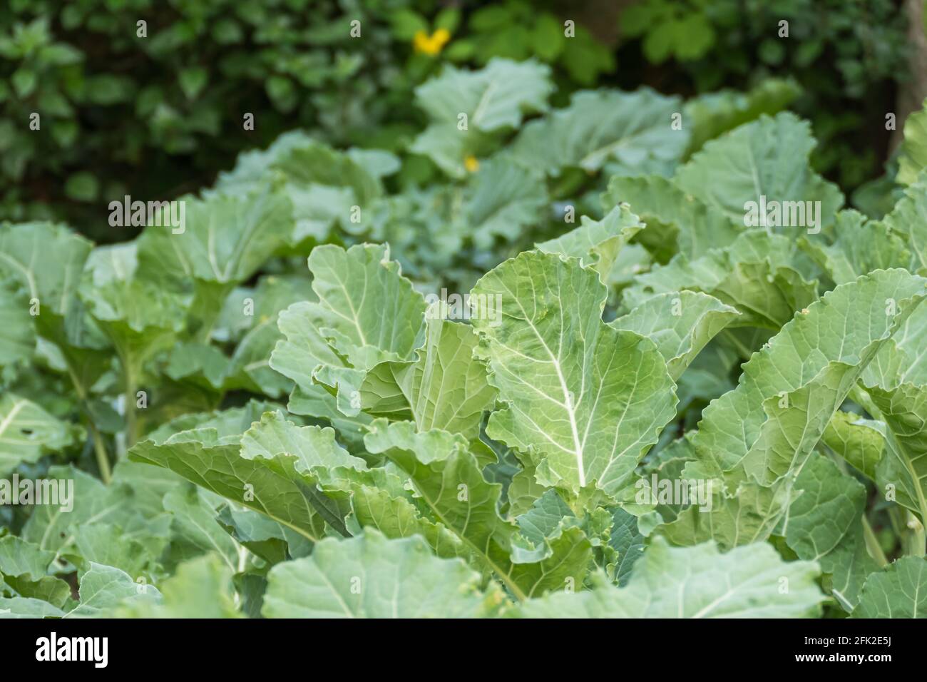 plantes de chou poussant à l'extérieur dans le jardin potager Banque D'Images