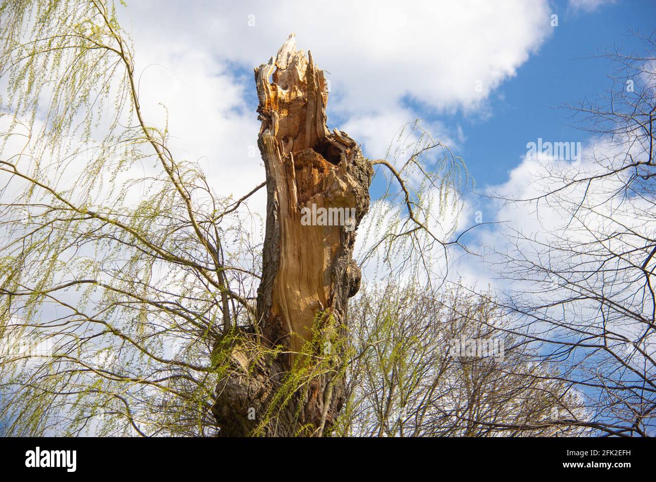 Tronc d'arbre cassé au printemps Banque D'Images