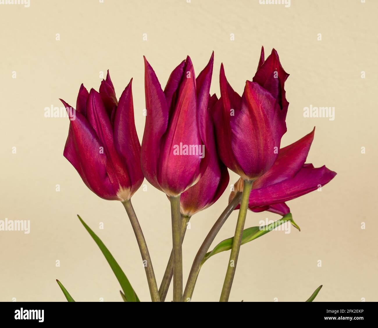 Magnifiques tulipes violettes sur fond crème Banque D'Images