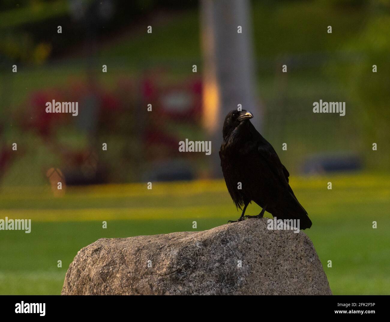Crow dans un parc Banque D'Images
