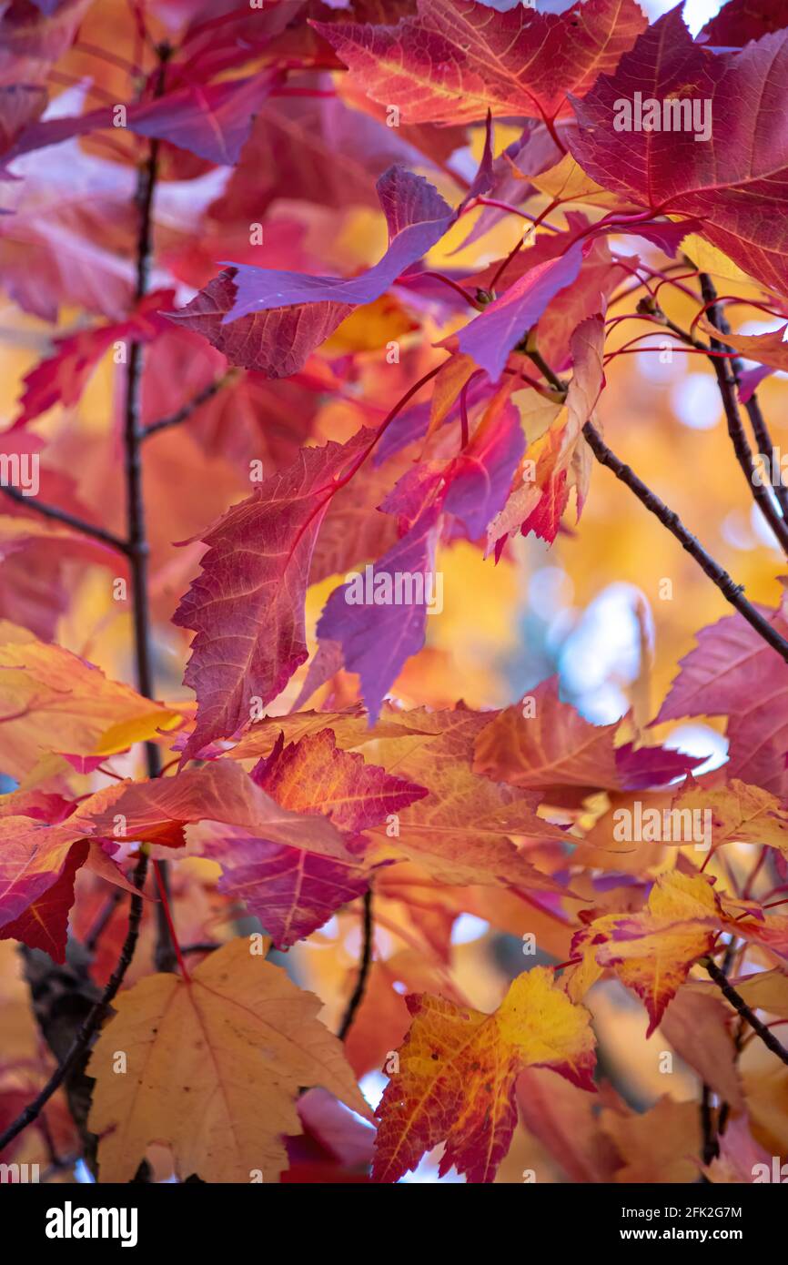 photo verticale de feuilles d'érable colorées Banque D'Images