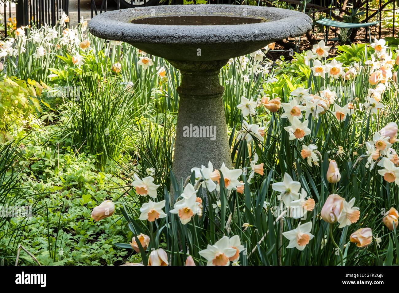 Fleurs dans une fontaine Banque D'Images