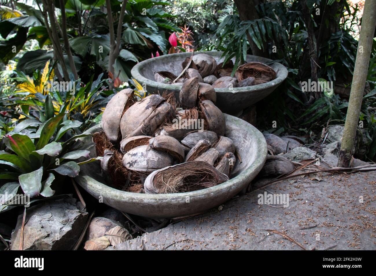 Deux pots de jardin en pierre remplis de noix de coco ouvertes brunes écartées après une récolte. Saint Peter's, Barbade, jardin tropical luxuriant des Caraïbes. Banque D'Images