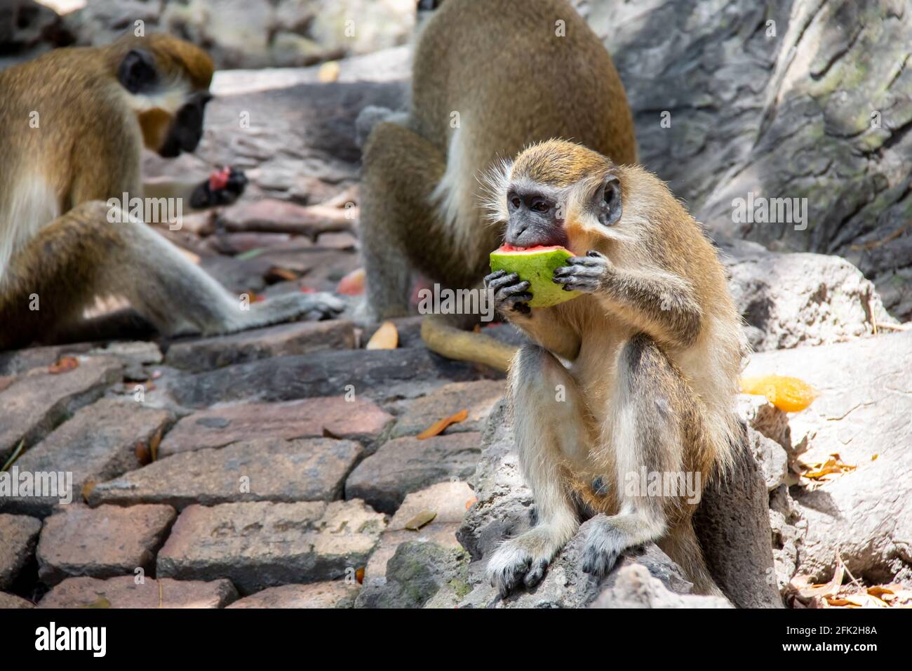 Un jeune singe vert assis sur un rocher et mangeant des fruits, une tranche mûre de pastèque fraîche, à la Barbade, doux foyer. Banque D'Images