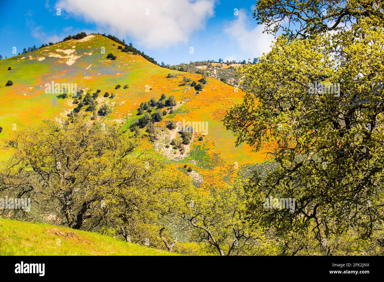 Coquelicots de Californie et tapis lupin le côté de la montagne Figueroa au-dessus de la vallée de Santa Ynez, Californie Banque D'Images