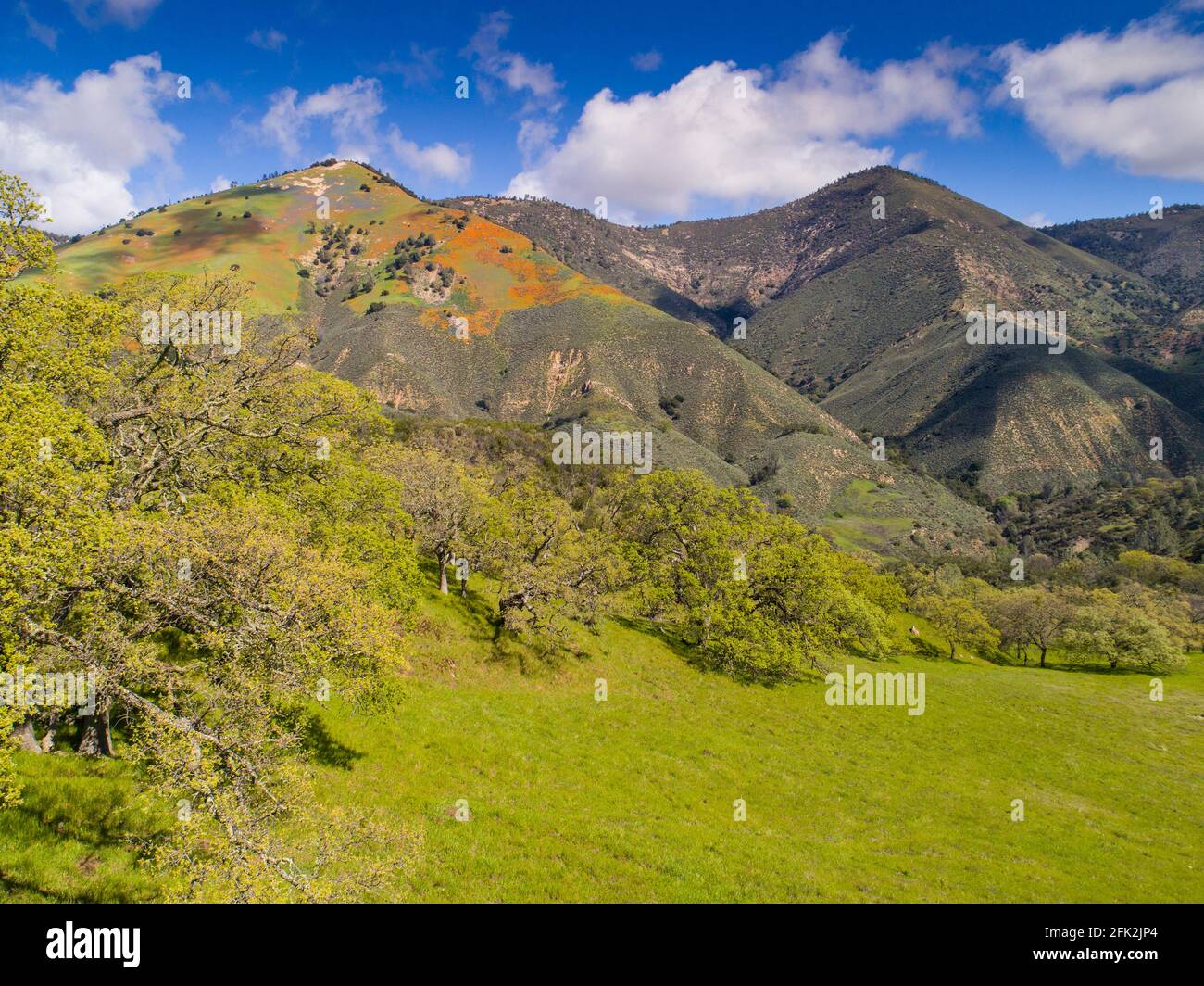 Coquelicots de Californie et tapis lupin le côté de la montagne Figueroa au-dessus de la vallée de Santa Ynez, Californie Banque D'Images