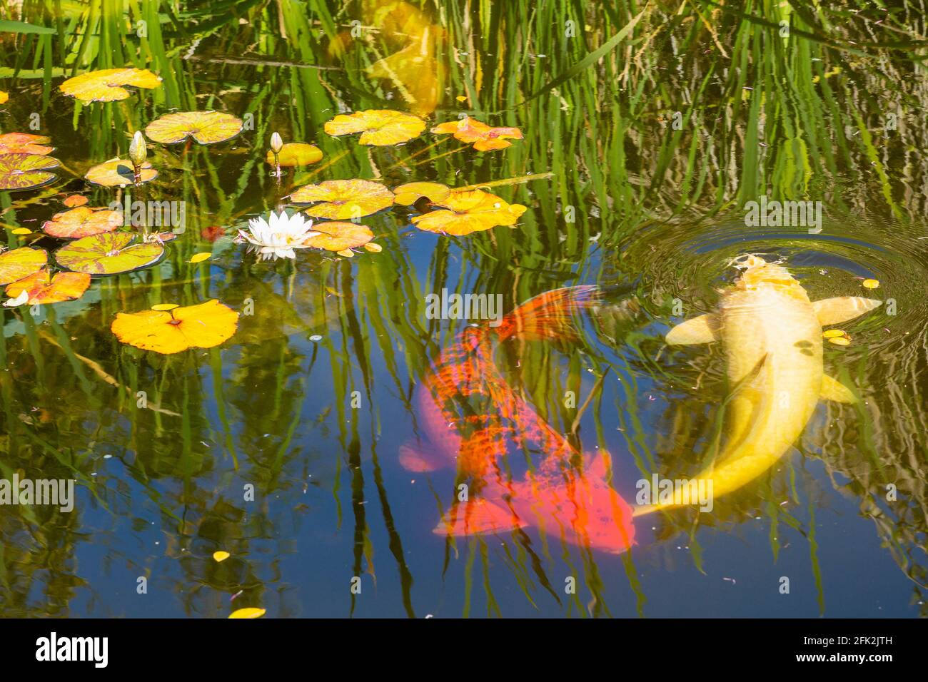 Koi dans l'étang japonais, Seaside Gardens, Carpinteria, Californie Banque D'Images